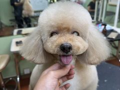 -鑫艺宠物美容培训学校