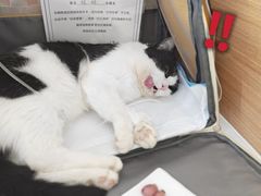 -达爱动物医院·犬猫分区·CT·复杂眼科(远洋山水分院)
