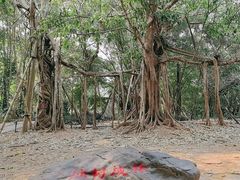 -中国科学院西双版纳热带植物园