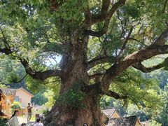 -杨家堂村