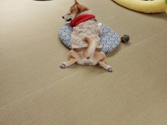 -逗柴咖啡屋·狗咖猫咖宠物桌游