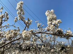 -樱桃山旅游景区