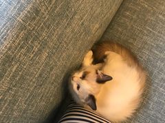 -有猫儿腻咖啡厅.猫咖