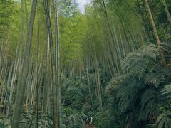 -蜀南竹海景区