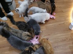 -COLOR PETS 撸猫馆·购猫·猫咖(长风大悦城店)