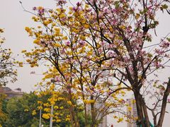 -洲头咀公园
