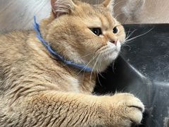 -蓝鲸·缅因猫舍