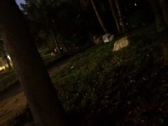 -神仙树公园