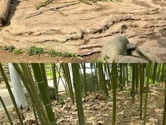 -都江堰中华大熊猫苑