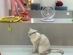 -糯米喵星人·撸猫猫舍咖啡馆(西市场嘉华店)