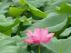 -三圣花乡旅游区