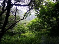 -大岭沟猕猴桃谷风景区