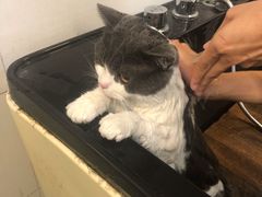 -袖虎宠物(锦绣生态园店)