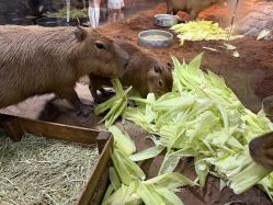 点击看大图 -Zoolung Zoolung动物主题公园(海信广场店)