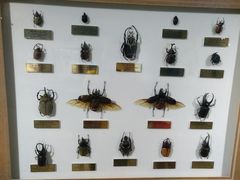 -上海昆虫博物馆