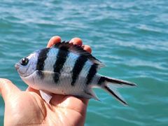 -小猫钓鱼海钓俱乐部(椰梦长廊店)