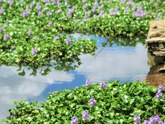 -贵阳市花溪国家城市湿地公园