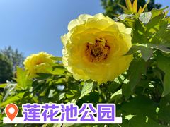 -莲花池公园