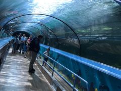 -悉尼海洋生物水族馆