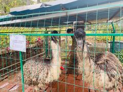 -西双版纳融创皇冠假日度假酒店