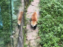 -都江堰中华大熊猫苑