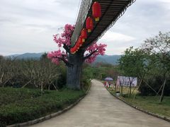 -天适樱花悠乐园