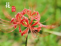 -西安大兴善寺
