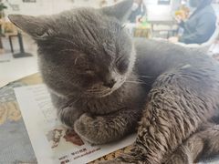 -平行世界·猫咖(首经贸店)