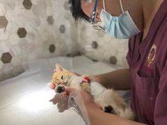 -宠爱国际动物医院·消化内科·心肾内科·ISFM猫友好(望京店)