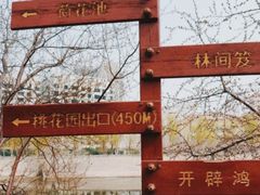 -桃花堤公园