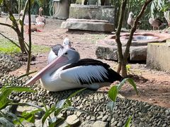 -新加坡飞禽公园