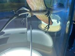 -辽宁古生物博物馆