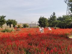 -羊亭河湿地公园