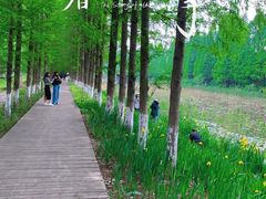 -合肥滨湖国家森林公园