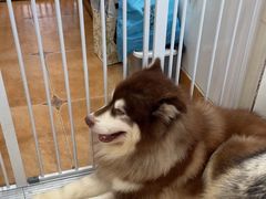 -Let's go狗咖·猫咖·奶狗·桌游(春熙路IFS店)