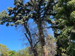 -墨尔本皇家植物园