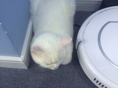 -喵的天空名猫咖啡馆·撸猫·猫舍·用品