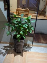 -香秀空间科技抗衰·美容中心