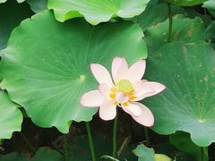 -深圳仙湖植物园