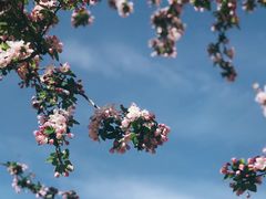 -海棠花溪(元大都城垣遗址公园)