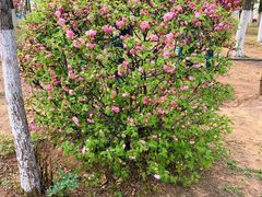 -长白岛森林公园