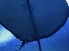 -珠海长隆海洋王国