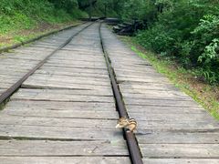 -五营红松林海景区