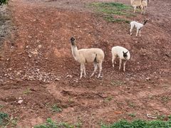 -杭州野生动物世界