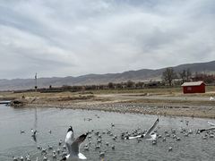 -青海湖国家重点风景名胜区