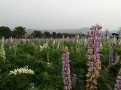 -天适樱花悠乐园