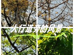 -重庆市奥林匹克体育中心-游泳跳水馆