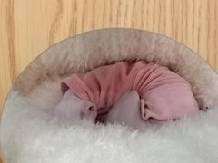 -BABIT巴比特宠物(MOMOPARK店)