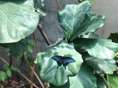 -上海大自然野生昆虫馆(东方明珠·爬宠昆虫探索中心)