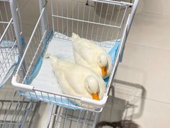 -怪兽屋·羊驼·猫咖·狗咖(俊华广场店)